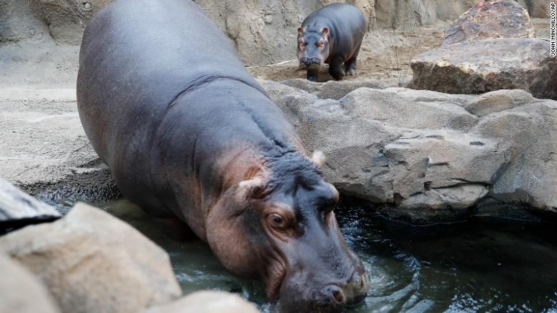 Fiona the hippo set to become a big sister after Cincinnati Zoo announces 'surprise pregnancy'