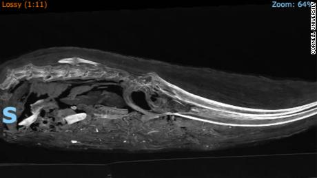 An X-ray of the mummified bird shows its neck pulled back, with the skull in the middle and curved beak to the right. 