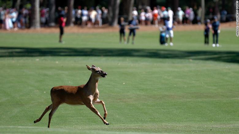Deer and alligator star at PGA Tour's RBC Heritage