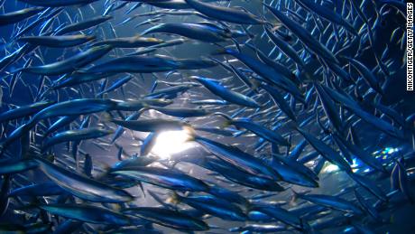 When anchovies mate, they stir the ocean and spur a healthy ecosystem, hallazgos del estudio
