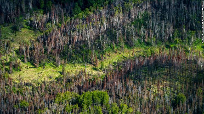 Wildfires in these forests could release a stunning amount of planet-warming gases, 科学家说