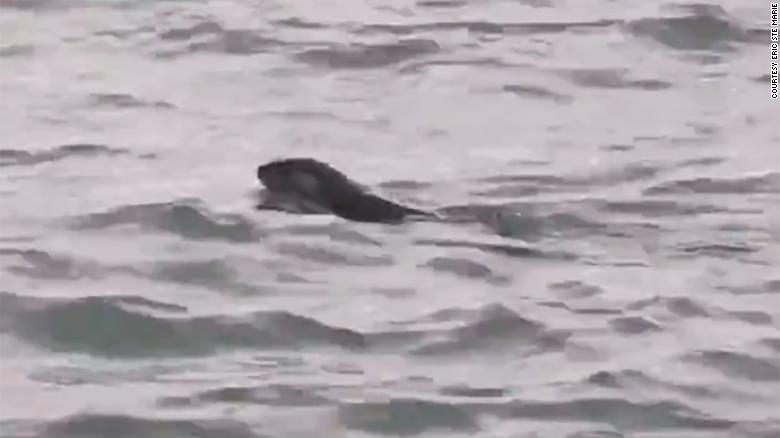 A river otter was spotted in the Detroit River for the first time in 100 years
