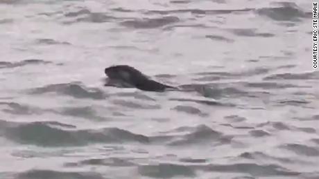 A river otter was spotted in the Detroit River for the first time in 100 年份