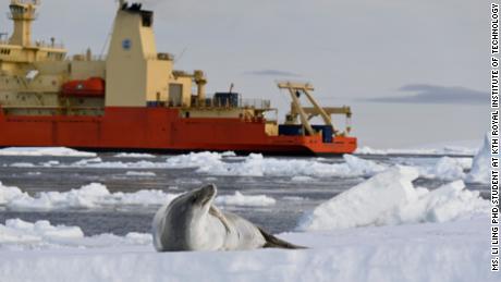 A seal resting on a piece of sea ice with the Nathaniel B. Palmer ship in the background.  Credit: Ms. Li Ling PhD student at KTH Royal Institute of Technology