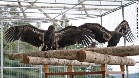 후 100 year absence, California condors are released back into the Northern Redwoods