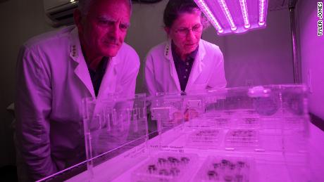 (从左边开始) Ferl and Paul grew the seeds under LED lights tuned to optimal  wavelengths for photosynthetic plant growth. 