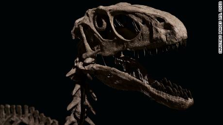 Fossils of a dinosaur that inspired &#39;Jurassic Park&#39; sold for over $  12 milioni