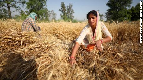 India offered to help fix the global food crisis. 여기&#39;s why it backtracked