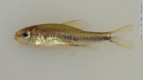 The diminutive Poecilocharax rhizophilus appears to never exceed an inch in length, volgens 'n nuwe studie.