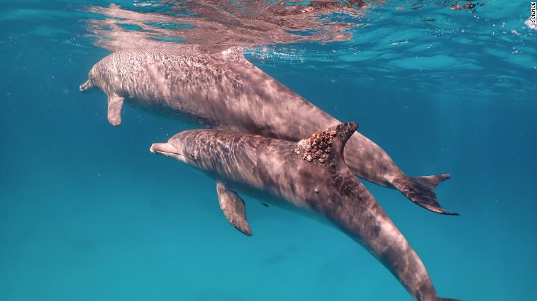 Dolphins use healing properties of coral, lo studio suggerisce