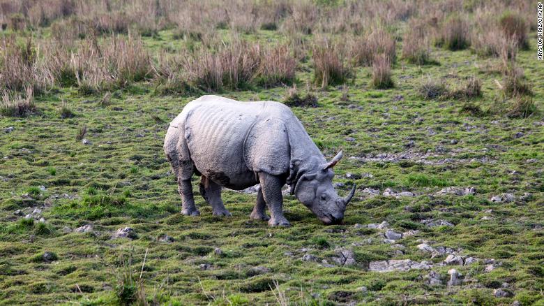 好消息: Greater one-horned rhino population is on the way up