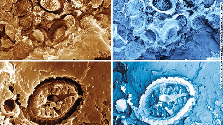 Scientists discover 'ghost' fossils beneath a microscope