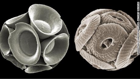 Modern (剩下) and Jurassic (对) coccolithophore exoskeletons (coccospheres) can be seen side by side.