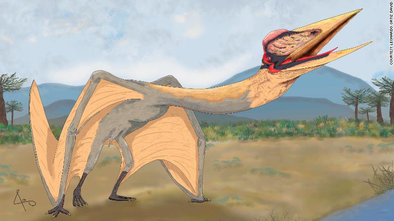 Flying 'Dragon of Death' is the largest pterosaur discovered in South America