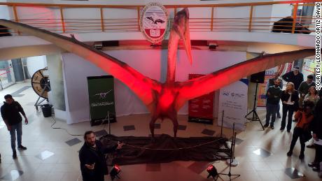 A life-size model of the pterosaur is on display at the Laboratory and Museum of Dinosaurs in Mendoza, 阿根廷. 