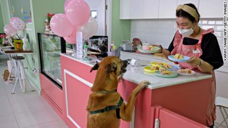 Korean Hyunsuk Ku, 38, owner of Happy Bark Day, the first dog cafe in the Gulf emirate of Dubai to serve food, 咖啡, and cake to dogs only, serves one of her customers on May 30.