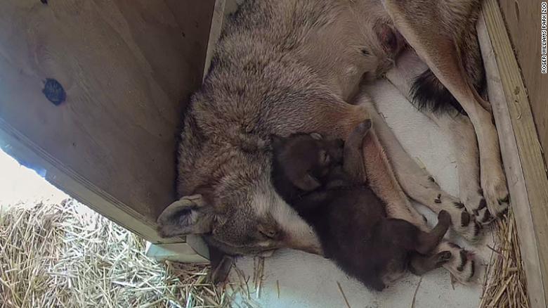 Rhode Island zoo welcomes birth of world's most endangered wolf