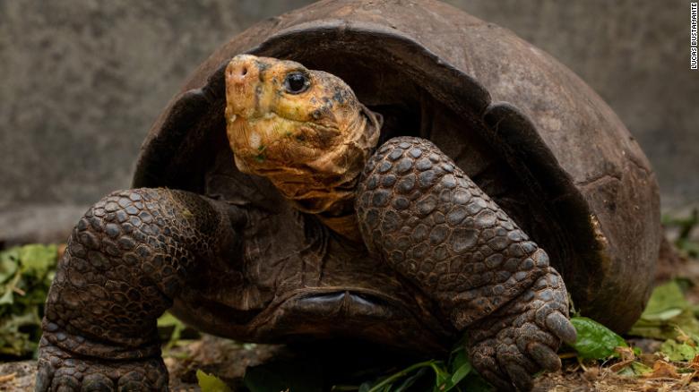 Galapagos tortoise species was thought to be extinct until a female loner's discovery