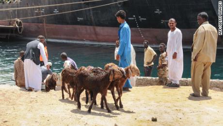 Sheep are being rescued on June 12 after a ship crammed with thousands of animals sank in the Sudanese port city of Suakin on the Red Sea, drowning most of the animals on board.  The cattle ship was exporting the animals from Sudan to Saudi Arabia when it sank after loading thousands more animals on board than it was intended to carry. 