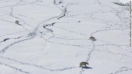 Three adult polar bears can be seen using the sea ice during the limited time when it is available in April 2015.