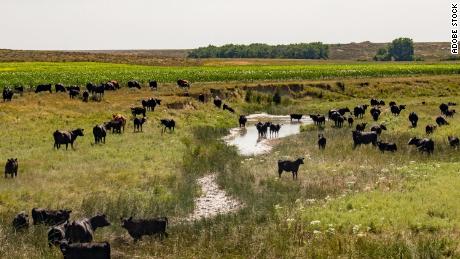 少なくとも 2,000 cattle deaths reported due to heat, humidity in southwest Kansas