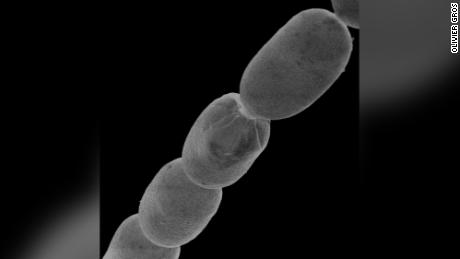 Wêreld&#39;s largest bacterium discovered is the size of a human eyelash