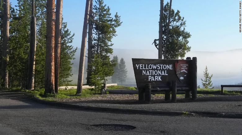 A bull bison gored a man near Old Faithful at Yellowstone National Park, dicono i funzionari