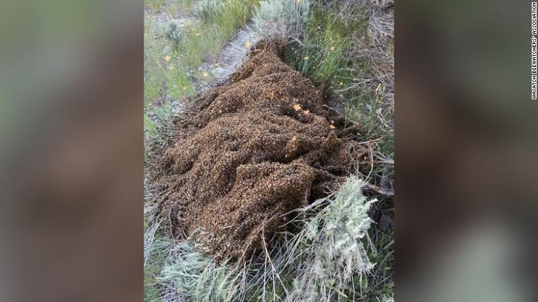 More than 10 million bees released when semi-truck crashes on Utah highway
