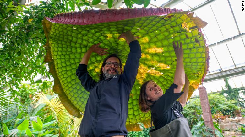 This giant waterlily is the biggest in the world -- and it's a newly identified species