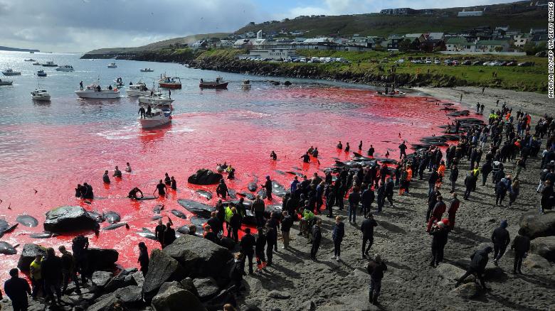 Faroe Islands sets quota of 500 dolphins to be killed in controversial annual whale hunt