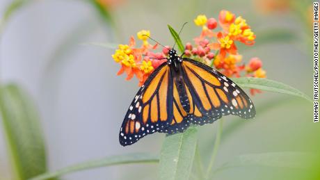 Monarch butterflies could become extinct if we don&#39;t take these 3 passi, dicono gli esperti