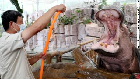 A staff member feeds watermelon to a hippopotamus in Qingdao Forest Wildlife World, Shandong Province, 칠월 19, 2022.