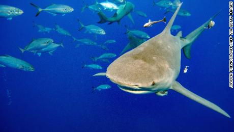 Is there a link between shark attacks and rising temperatures? 