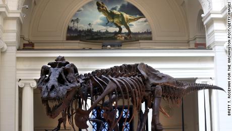 New study of T. rex fossils debunks theory that king of dinosaurs was misunderstood