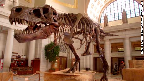 370587 01: The Tyrannosaurus Rex skeleton known as Sue stands on display at Union Station June 7, 2000 in Washington D.C. Sue, the 67 million-year-old dinosaur, is scheduled to be put on display in many cities around the world. (Photo by Mark Wilson/Newsmakers)
