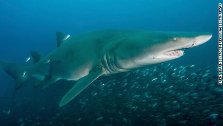 The ocean phenomenon that&#39;s bringing sharks closer to shore