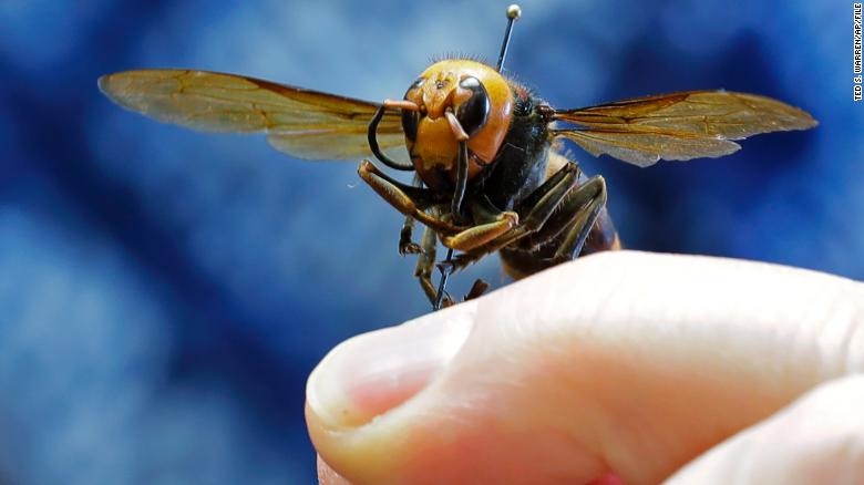 Invasive insect formerly known as 'murder hornet' gets new name