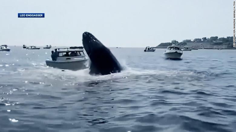 A huge humpback whale breached and hit a boat in Massachusetts