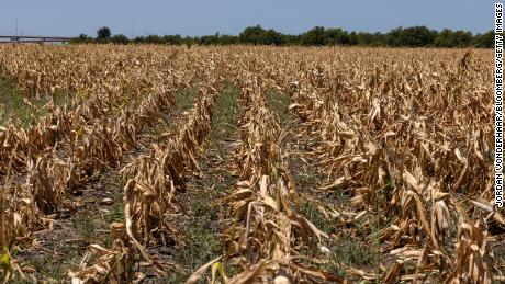 Corn crops that died due to extreme heat and drought during a heatwave in Austin, 德州. 