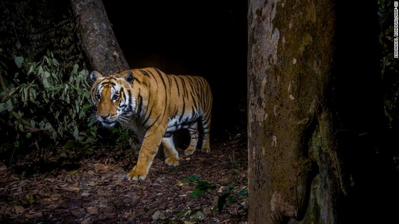 Da allora il Nepal ha quasi triplicato la sua popolazione di tigri selvatiche 2009