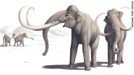 This illustration depicts what mammoths looked like thousands of years ago.
