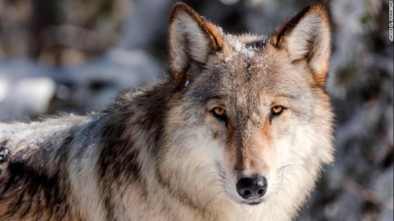 회색 늑대는 서부 연방 토지의 3분의 1 이상을 차지해야 합니다., 전문가들은 말한다