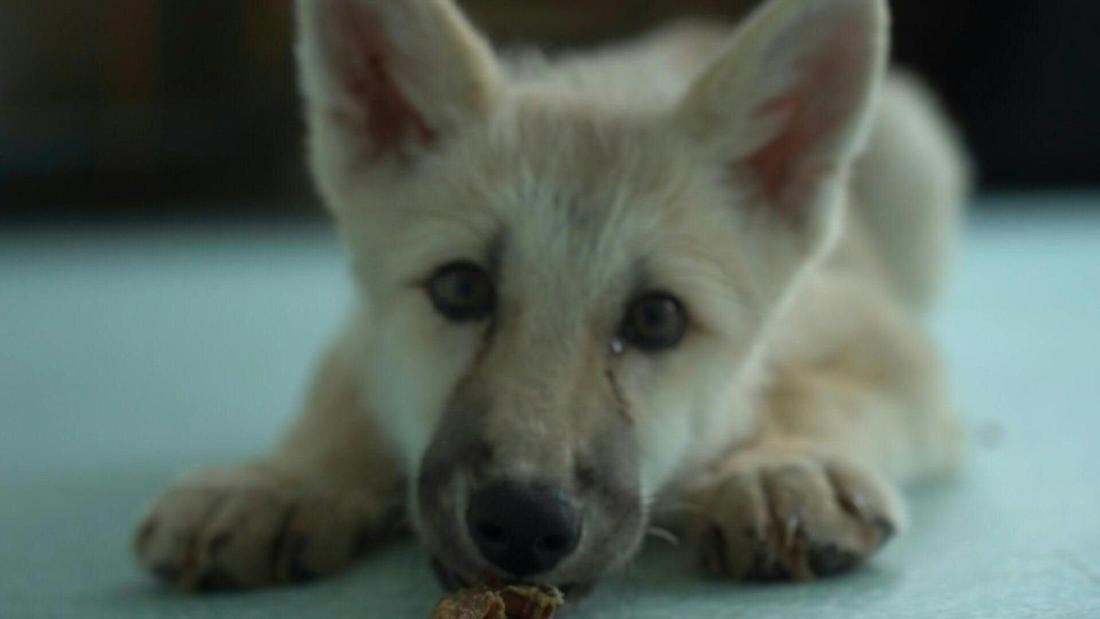 En China Clonaron Con Xito El Primer Ejemplar De Un Lobo Rtico En El