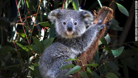 A young female koala fondly named &#39;Ash&#39; is seen sitting on a Eucalyptus branch following a general health check at the Australian Reptile Park on August 27, 2020 on the Central Coast in Sydney, Australia.