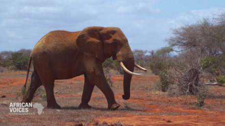 The conservations protecting Africa&#39;s vulnerable animals