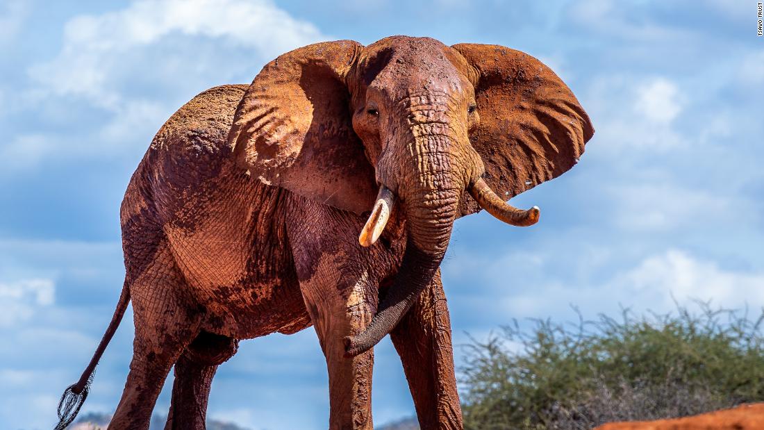 &quot;By protecting the elephants, we&#39;re protecting other wildlife species and their habitats as well. The goal is to have all biodiversity protected -- not only elephants but all wildlife species within the Tsavo Conservation Area. Elephants and rhinos are the flagship species, but all other wildlife benefit from their protection,&quot; says Kyalo.