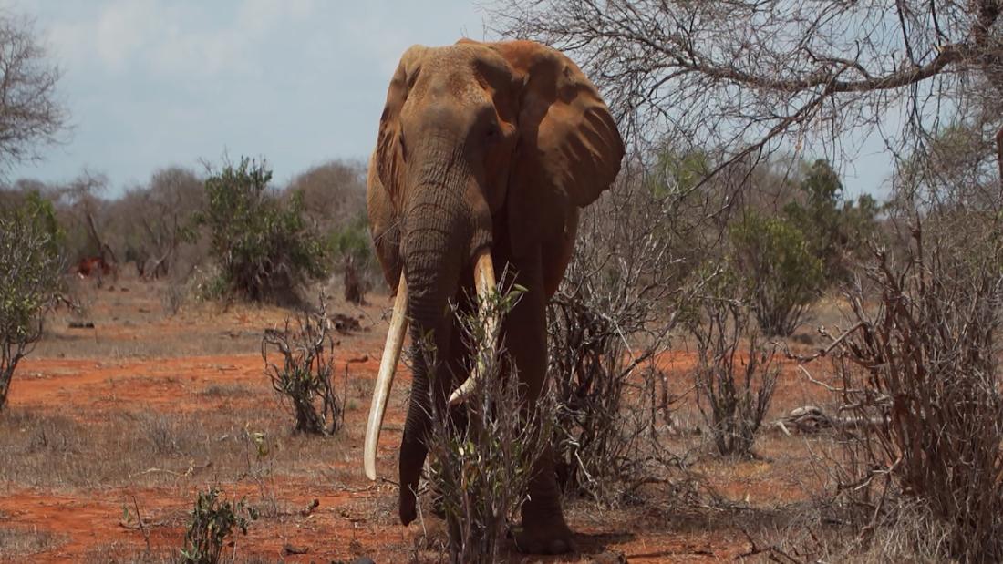 Tsavo Trust along with Kenya Wildlife Services have their hands full with protecting against poaching for ivory and bushmeat, but Kyalo says there are other areas of concern. &lt;br /&gt;