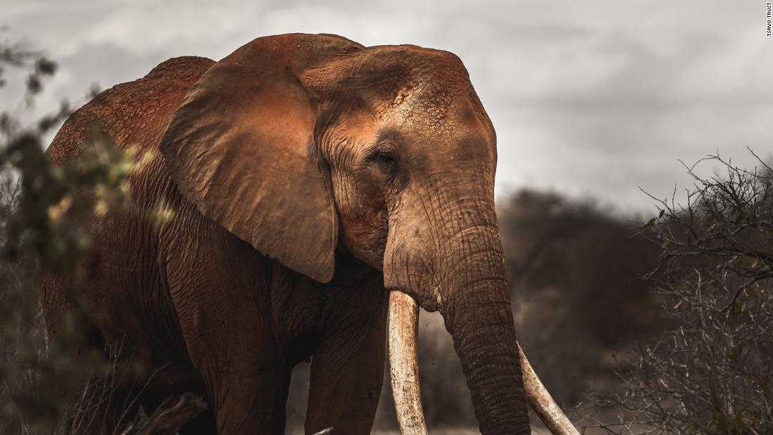 Tsavo Trust is an organization dedicated to protecting the wildlife in the area. Its Big Tusker Project helps provide extra protection for these giants and part of their efforts involves regular aerial patrols.