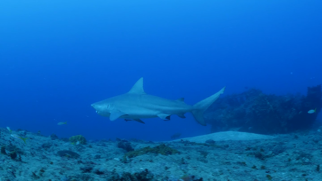 Este Es El Mejor Buceo Que He Hecho En Mi Vida Dicen Visitantes Luego