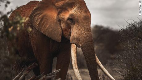 The magnificent &quot;Super Tuskers&quot; of Tsavo National Park are an increasingly rare sight.